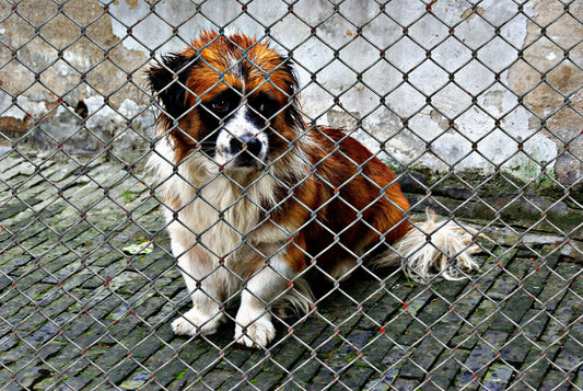 Was ist sind die Ziele von BarksBuddies?